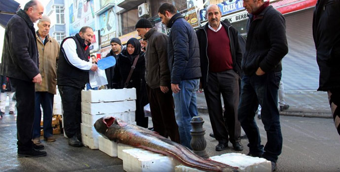 2 dev balık görenleri şaşırttı
