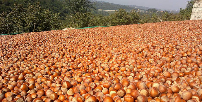 Fındık destek ödemelerinin tarihi açıklandı