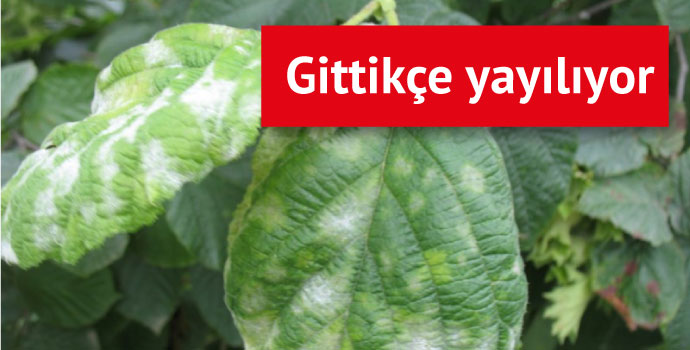 Fındık tehdit altında